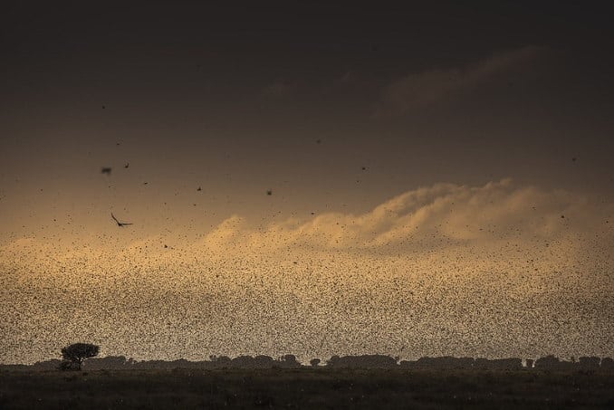 An invasion of locusts in the Somali region of Ethiopia
