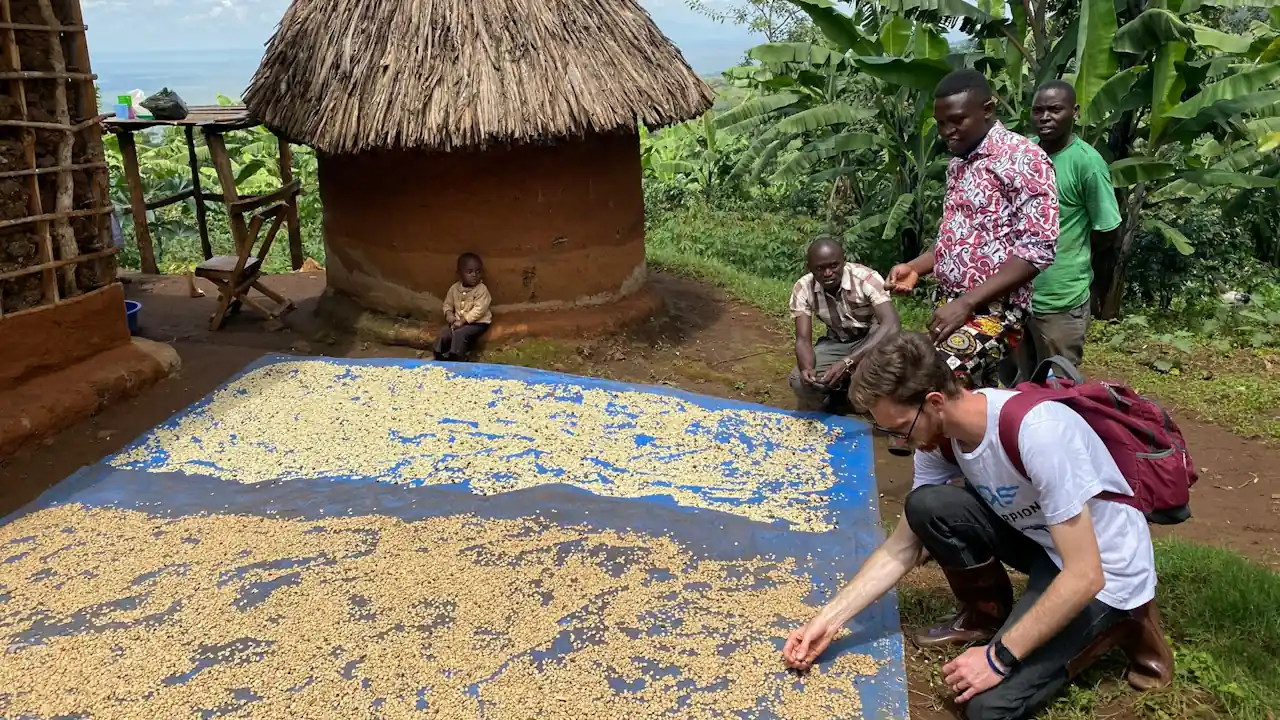 Coffee beans being inspected in rural ugandaA man inspects coffee beans on a drying bed in a rural area Uganda; next to him are three other men
