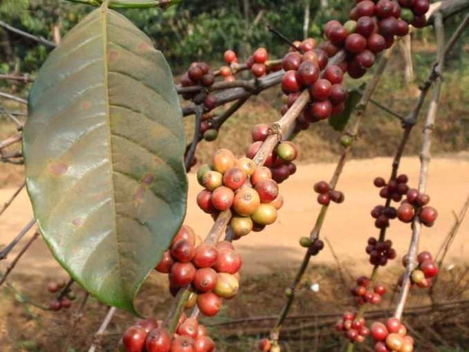 Branches of a Coffee Tree