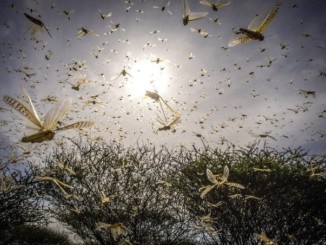 Desert locust swarm in Kenya